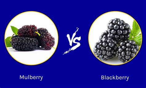 Blackberries vs Mulberries: A Comprehensive Comparison.